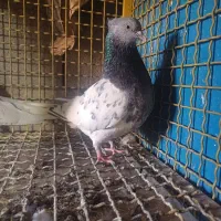 کفتر کبوتر مسافتی،شهری،بهبهونی،کله سبز،رنگی|پرنده|شیراز, قلات|دیوار