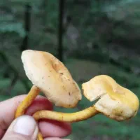 قارچ زرد کیجا موجوده