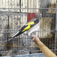 سیره کرمان|پرنده|دزفول, |دیوار