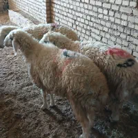 برهوگوسفند
