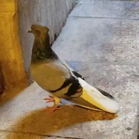 کفتر سبز دم سفید|پرنده|چهاردانگه (تهران), |دیوار