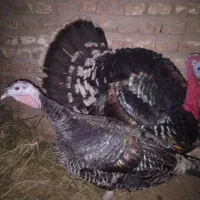 باغلمون نر ماده سالم تخم گذار|حیوانات مزرعه|شامکان, |دیوار