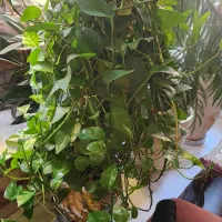 گل های زیبا و بزرگ و مناسب|گل و گیاه طبیعی|رودهن, |دیوار