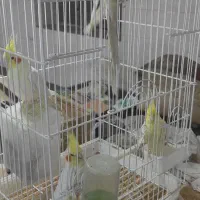 عروس هلندی|پرنده|مرند, |دیوار