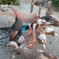 ۹ عدد بوقلمون نروماده دارم مایل به فروشم