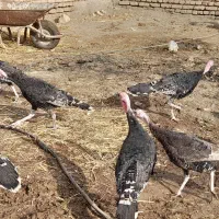 بوقلمون نر|حیوانات مزرعه|خوی, |دیوار