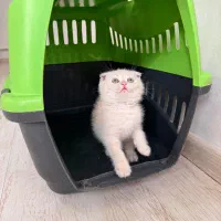 فروش بچه گربه اسکاتیش