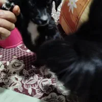 واگذاری سگ ماده نژاد شیتزو تریر