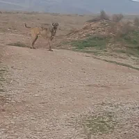 سَگ|سگ|چناران, |دیوار