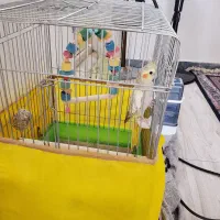 فروش عروس هلندی