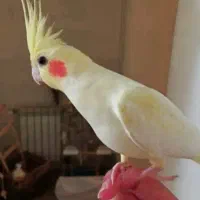 جفت عروس هلندی مولد|پرنده|شیراز, سعدیه جنوبی|دیوار