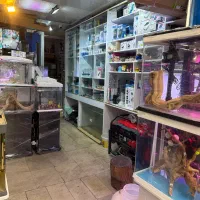 لوازم جانبی آکواریوم دیسکس رشت