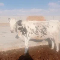 گاو تلیسه|حیوانات مزرعه|مرودشت, تخت جمشید|دیوار