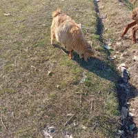 گوسفند