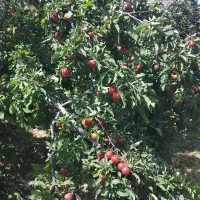 آلوچه|خوردنی و آشامیدنی|مراغه, |دیوار