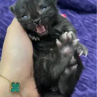 گربه بلک خالص مادر پرشین دال فیس+بریتیش