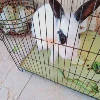 خرگوش معاوضه با عروس هلندی