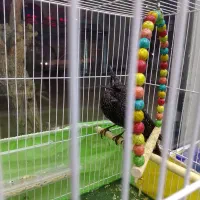 مینا|پرنده|مشهد, شهرک امام هادی (شهرک غرب)|دیوار