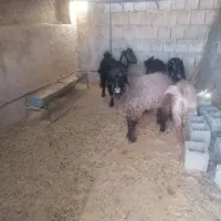 بره نژاد دار|حیوانات مزرعه|سوق, |دیوار