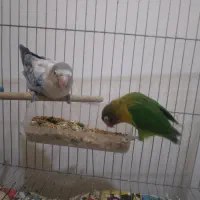 طوطی برزیلی .|پرنده|لاهیجان, بوجایه|دیوار