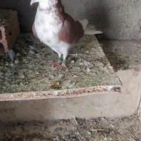 کبوتر گرفتنی|حیوانات|ارومیه, |دیوار