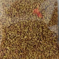 تخم و بذر شنلیلیه