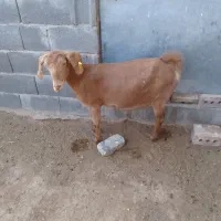 فروش ۲راس بز