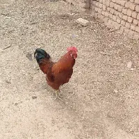 خروس|حیوانات مزرعه|قم, یزدان‌شهر|دیوار