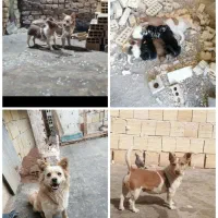 3 تا توله پاکوتاه نژاد جک راسل و پامر