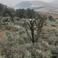 درخت زیتون|خدمات باغبانی و درختکاری|آزادشهر, |دیوار