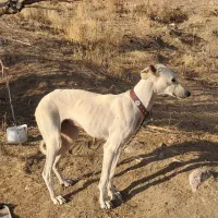 واگذاری دو عدد تازی ماده