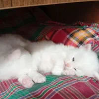 بچه گربه (نژاد پرشین اسکاتیش)