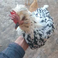مرغ و خروس