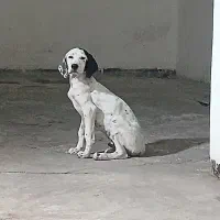 یک عدد سگ شکاری نژاد انگلیس.