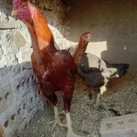 خروس و مرغ لاری