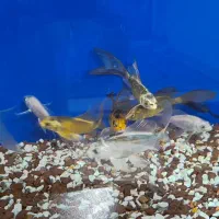 آکواریوم شیشه خم و ماهی کوی