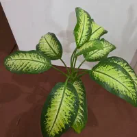 گل دیفن باخیا