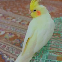 پرنده|پرنده|سراوان, |دیوار