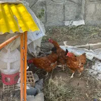 مرغ تخمگذار که هر روز تخم میکنه