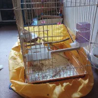 طوطی عروس هلندی بچ|پرنده|مریوان, |دیوار