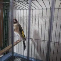 سهره جوان درشت داره مست میشه