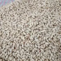 پسته|خوردنی و آشامیدنی|مشهد, پورسینا|دیوار