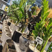 حراج/گیاه آپارتمانی