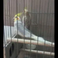 عروس هلندی جفت خورده|پرنده|کرج, آق تپه|دیوار