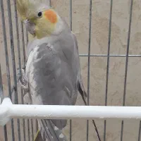 عروس بالغ اهلی