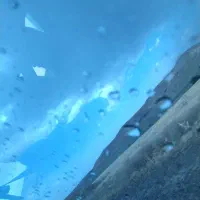 پرنده پیدا شده