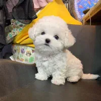 فرفری تی کاپ