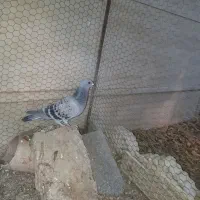 سفید اراکی نر