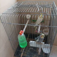 عروس هلندی|پرنده|شیراز, میانرود|دیوار