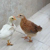 جوجه|حیوانات مزرعه|قم, پردیسان|دیوار